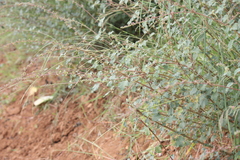 Triumfetta rotundifolia